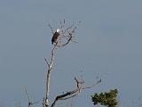 C Everglades 017 : Everglades